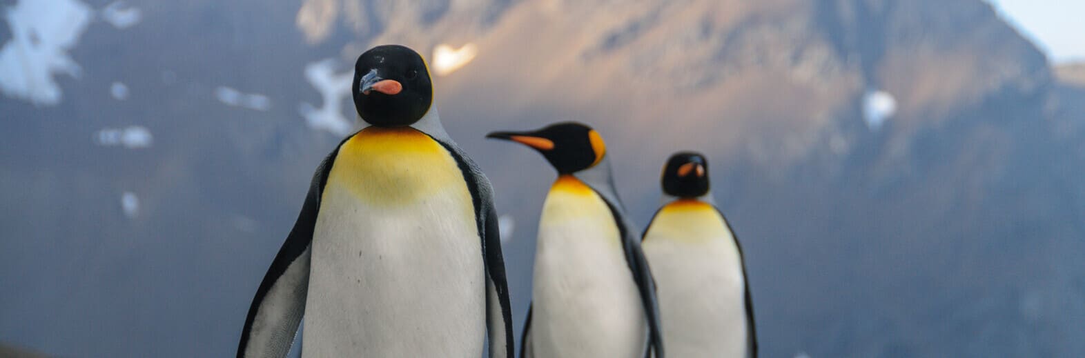 南極探險世紀之旅22日遊 <br>
福克蘭群島、南喬治亞島、南雪特蘭島、南奧克尼群島&南極半島、赫伯羅特航運漢薩靈感號五星級探險級遊輪